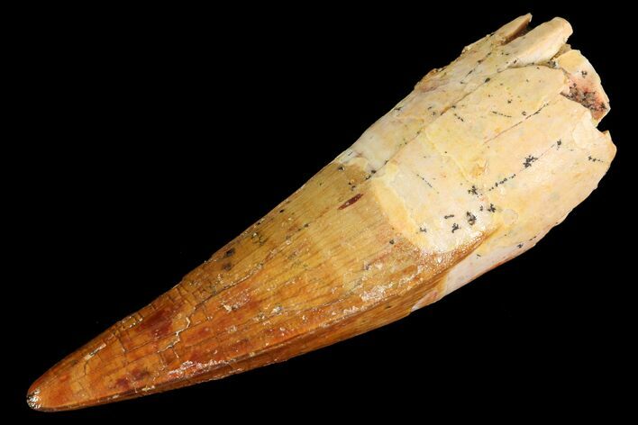 Juvenile Spinosaurus Tooth - Gorgeous Preservation #77744